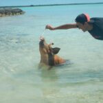Swimming Pigs Tours in the Bahamas
