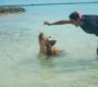 Swimming Pigs Tours in the Bahamas